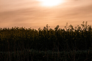 Sunset over a field of sunflowers in the evening.
