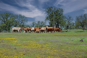 Range Cattle in Payne's Creek Recreation Area, California