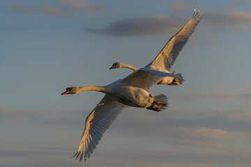Two Mute Swan (Cygnus olor) in flight at sunset Gelderland in the Netherlands.    