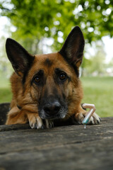 German Shepherd with candle shape number 7. Cute pet at wooden table in the park celebrate 7th birthday. One happy dog on party in spring forest. Front view portrait of happy dog outside.