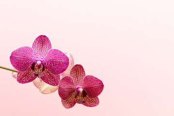 Blooming orchid flower in front of pink background.
