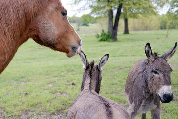 Fototapeta premium Sorrel horse with mini donkeys on farm, animal friendship.