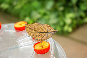 Kallima paralekta, Indian leafwing or Malaysian leafwing feeding in a butterfly house. Lepidopterology. - obrazy, fototapety, plakaty