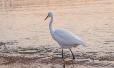 Obraz premium Great egret (Ardea alba), a medium-sized white heron fishing on the sea beach