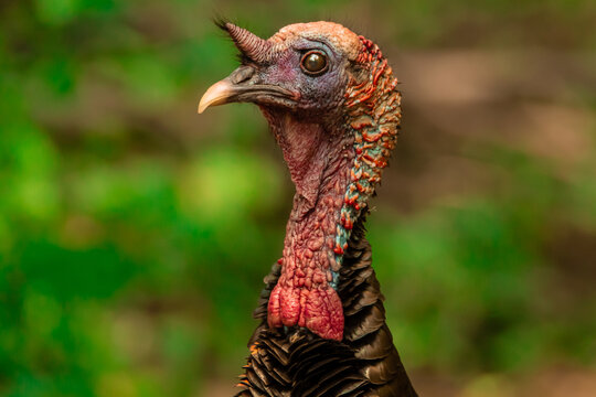 Head Shot of a Wild Turkey