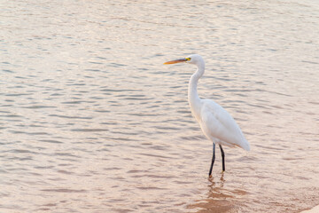 Great egret (Ardea alba), a medium-sized white heron fishing on the sea beach