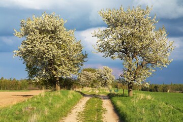 Alley flowering cherry trees, dirt road, springtime view