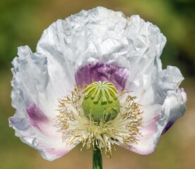 white opium poppy flower, in latin papaver somniferum