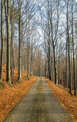 Autumn forest road in deciduous beech forest