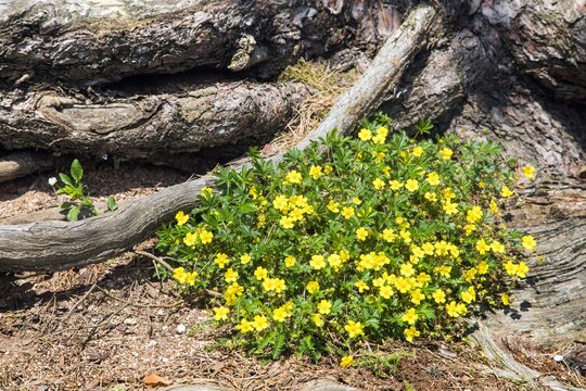 creeping cinquefoil European creeping tormentil
