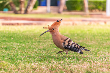 Eurasian hoopoe or Common hoopoe (Upupa epops) bird close-up on natural green grass background