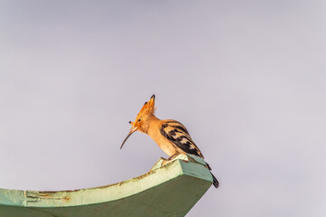 Eurasian hoopoe or Common hoopoe (Upupa epops) bird close-up on cloudy sky background © Dmitrii Potashkin