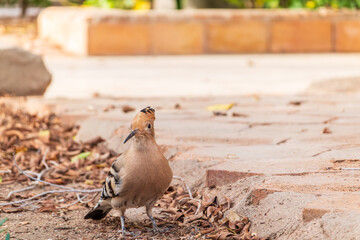 Eurasian hoopoe or Common hoopoe (Upupa epops) bird close-up on the ground © Dmitrii Potashkin