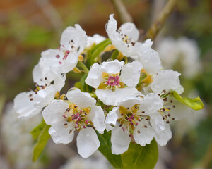 Springtime Pear Tree