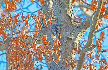 Red Bellied Woodpecker on a Tree Trunk
