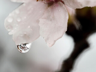 Tokyo, Japan - April 4, 2024:  Closeup of Cherry blossoms in the rain
