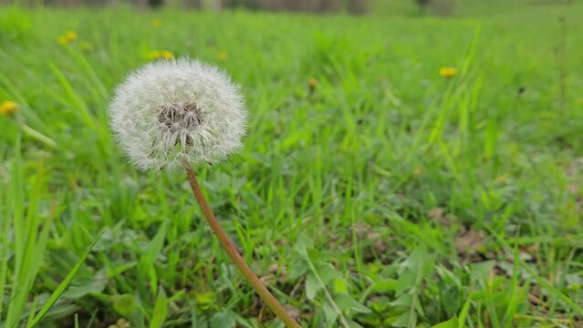 Dandelion in a field of grass, fruits with pappuses (Taraxacum officinale) - (4K)