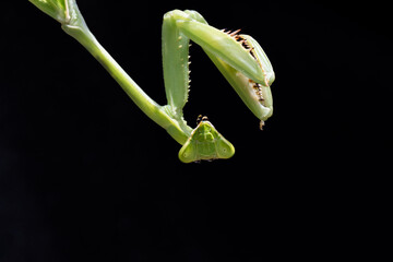 Praying Mantis