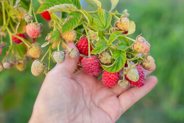 ripe raspberries of the Maravilla variety in a woman hand. Large varieties of raspberries grow on the farm.