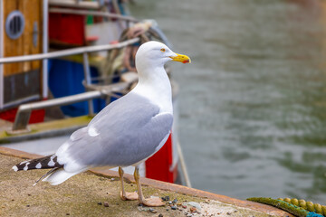 Portrait of a seagull on the Baltic Sea