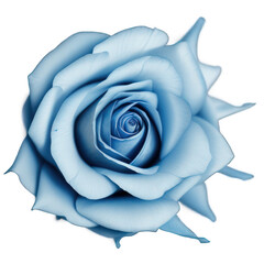 blue rose isolated on white background, transparent png, cutout