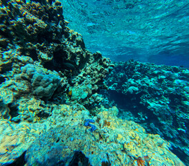 Underwater view of coral reef with fishes and turquoise water