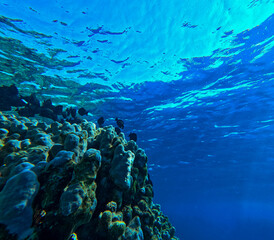 Underwater view of coral reef and tropical fish in the Red Sea