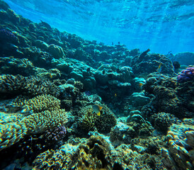 Underwater view of tropical coral reef with hard corals and tropical fish