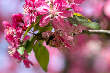 Pink fruit tree flowers, the arrival of spring. The bee is flying.