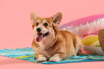 Cute Corgi dog lying on beach towel against pink background, closeup. Travel concept