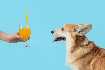 Cute Corgi dog receiving summer cocktail on blue background. Travel concept