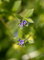 Close-up of tiny blue colored wildflower. macro-