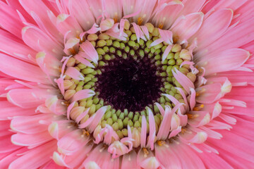 macro gerbera flower petals  macro photo  abstract  background