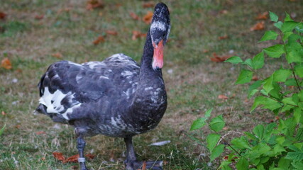 wonderful black swan at the small pond in the spa park in Bad Zwesten 