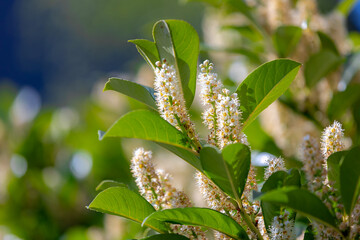 Selective focus of white fluffy flowers in the garden, Cherry laurel (Laurierkers) green leaves, Foliage and flowers of Prunus laurocerasus in spring, Ornamental plant, Natural floral background. - obrazy, fototapety, plakaty
