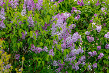 Selective focus of branches of purple flowers in the garden, Common Lilac with green leaves,...