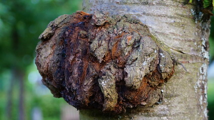the bark of this tree is enlarged in the form of a loaf of bread