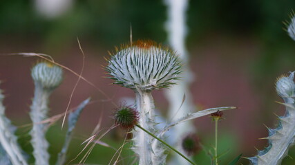 interesting thistle spikes at the small pond in the spa park