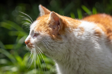 cute street cat  close-up portrait.