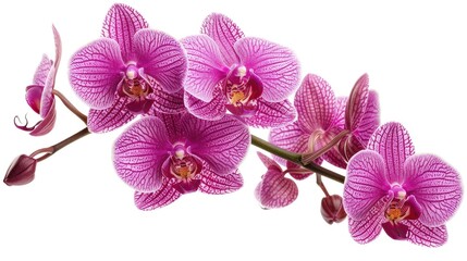 Phalaenopsis Orchid isolated on a white background
