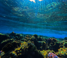 Underwater view of coral reef with fish and seaweed. Tropical background