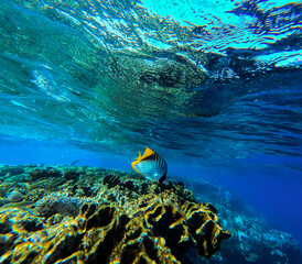 Underwater view of a tropical coral reef with fish and blue water