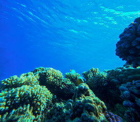 Underwater view of coral reef with fish in blue water. Tropical sea background.
