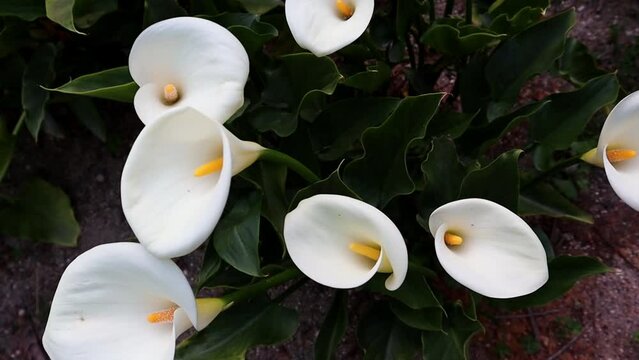White blooming arum lilies with orange hearts on dark green background top view. Blossoming plants are growing in spring garden. Floral composition. 