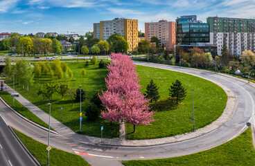 Cherry blossom alley with view of socialist buildings and blocks of flats in Krakow during spring, Poland.