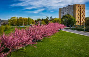 Cherry blossom alley with view of socialist buildings and blocks of flats in Krakow during spring,...