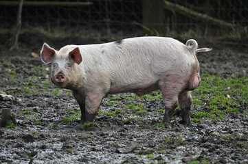 domestic pig on the farm	