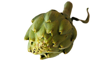  green artichoke on white and poured background