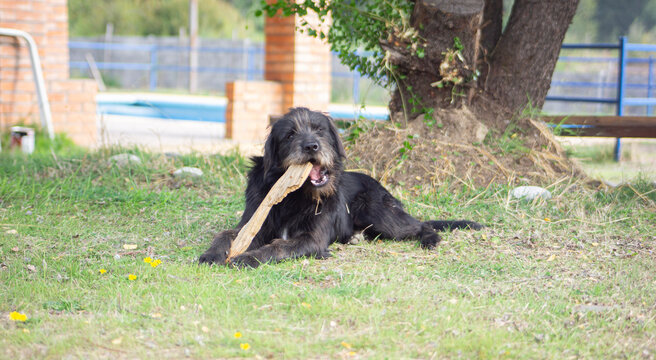 dog biting a stick