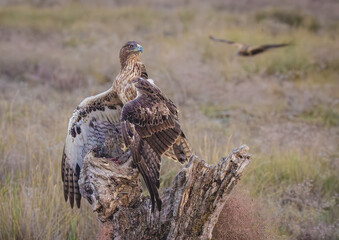 Mantling Bonelli's Eagle